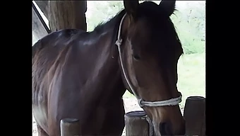 Italiaanse Babe Teresa Visconti'S Boerderijverse Pijpbeurt En Van Achteren Rijden