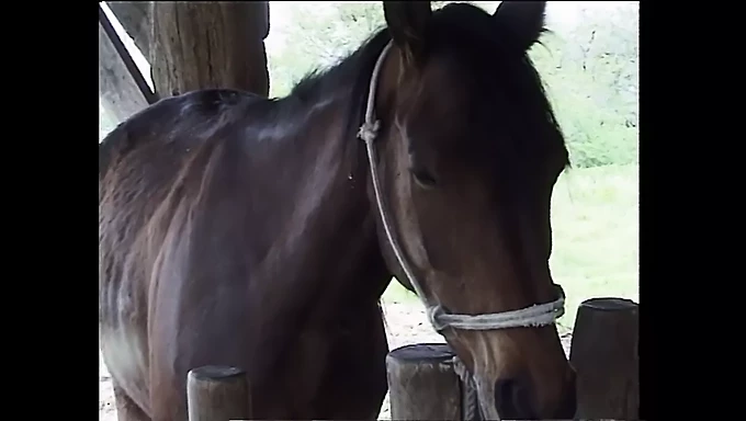 Italiaanse babe Teresa Visconti's boerderijverse pijpbeurt en van achteren rijden