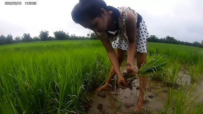 Sexo público con una seductora belleza asiática en un campo de arroz